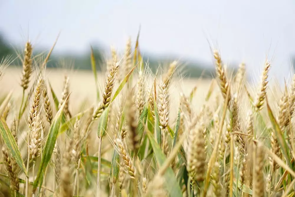 Cena Pšenice